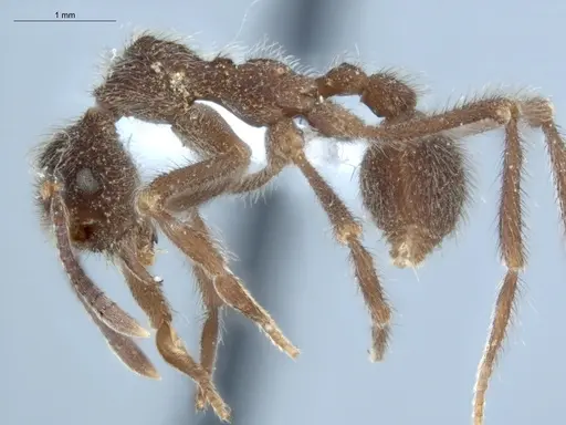 Apterostigma auriculatum - ECOFOG-KW14-0066-12