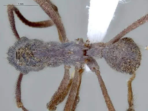 Apterostigma auriculatum - ECOFOG-MI15-0088-28