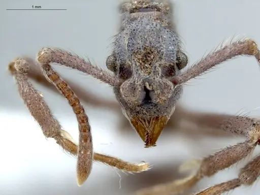 Apterostigma auriculatum - ECOFOG-MI15-0088-28