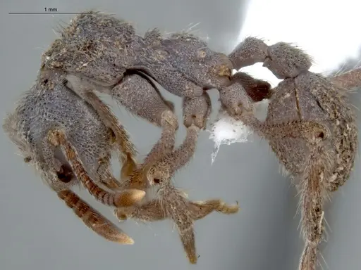 Apterostigma auriculatum - ECOFOG-MI15-0088-28