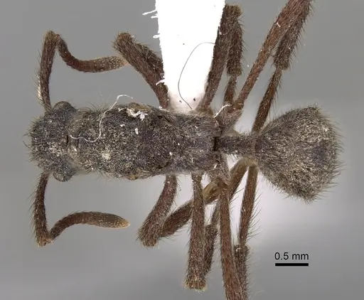 Apterostigma auriculatum - INBIOCRI001284064