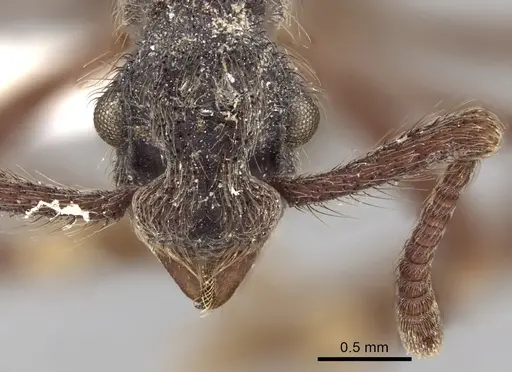 Apterostigma auriculatum - INBIOCRI001284064