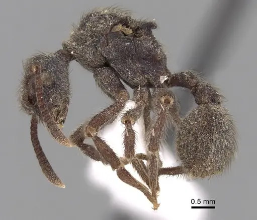 Apterostigma auriculatum - INBIOCRI001284064