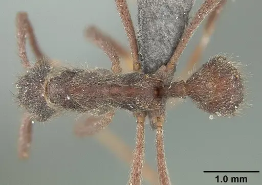 Apterostigma auriculatum - USNMENT01124243