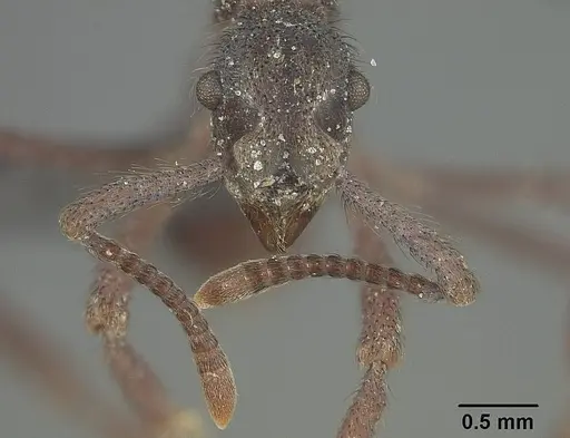 Apterostigma auriculatum - USNMENT01124243