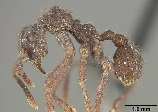 Apterostigma auriculatum - USNMENT01124243