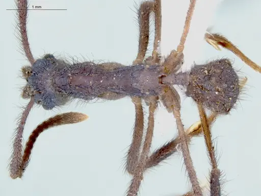 Apterostigma avium specimen