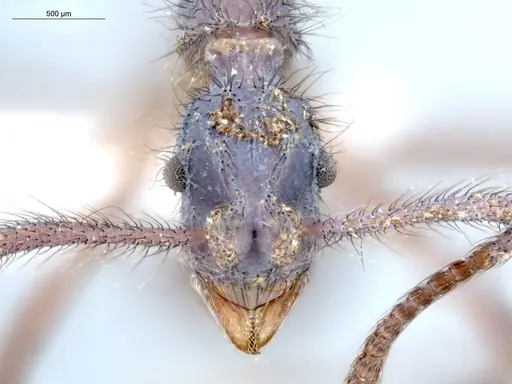 Apterostigma avium specimen