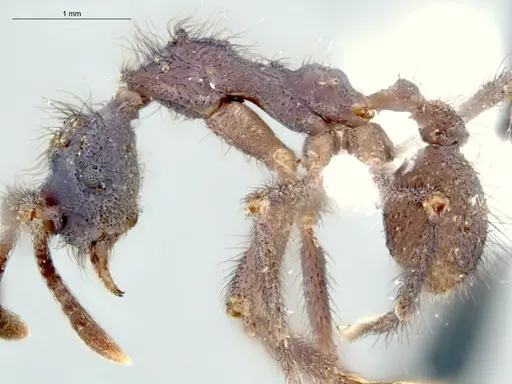 Apterostigma avium specimen