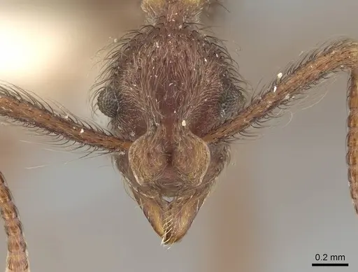 Apterostigma bolivianum specimen