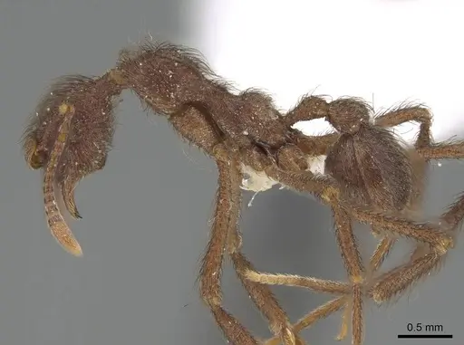 Apterostigma bolivianum specimen