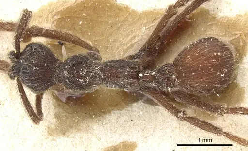 Apterostigma bruchi specimen