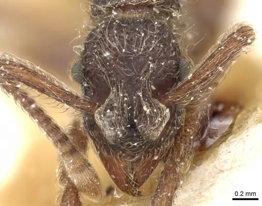 Apterostigma bruchi specimen