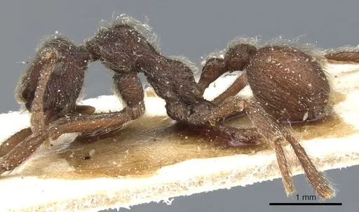 Apterostigma bruchi specimen