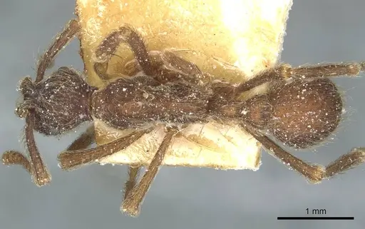 Apterostigma bruchi - CASENT0912486