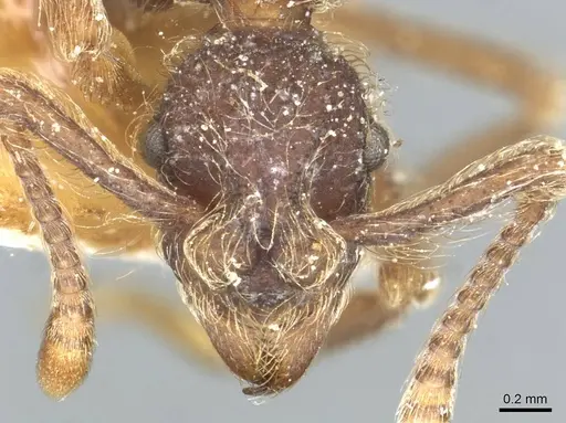 Apterostigma bruchi - CASENT0912486