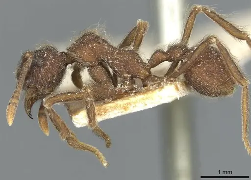 Apterostigma bruchi - CASENT0912486