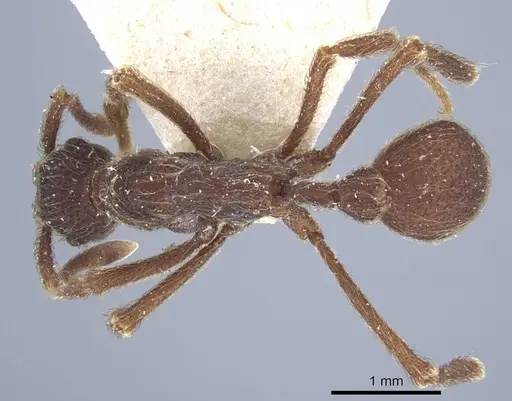 Apterostigma bruchi - CASENT0917089