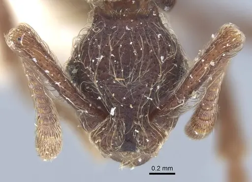 Apterostigma bruchi - CASENT0917089