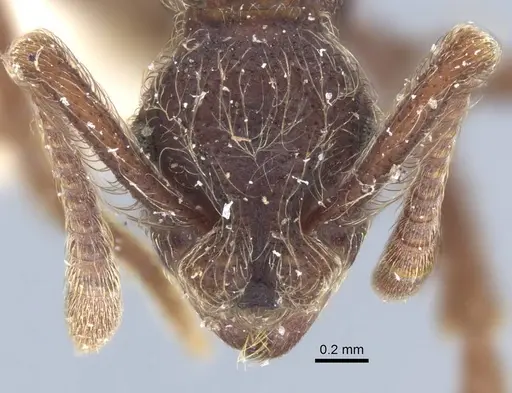 Apterostigma bruchi - CASENT0917089