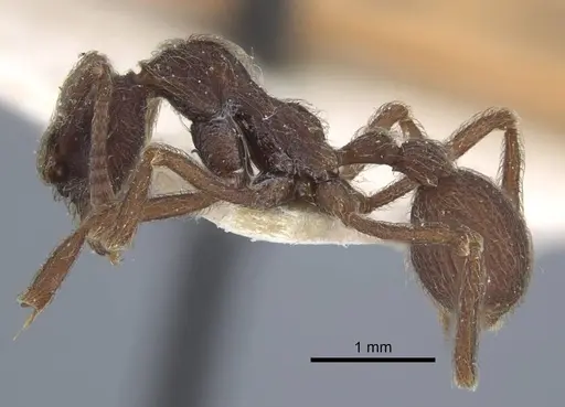 Apterostigma bruchi - CASENT0917089