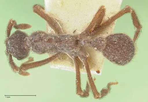 Apterostigma bruchi - FOCOL2195