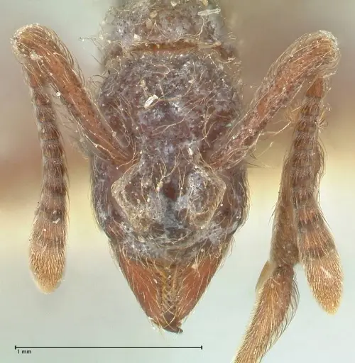 Apterostigma bruchi - FOCOL2195