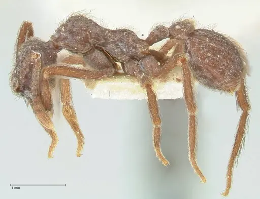 Apterostigma bruchi - FOCOL2195