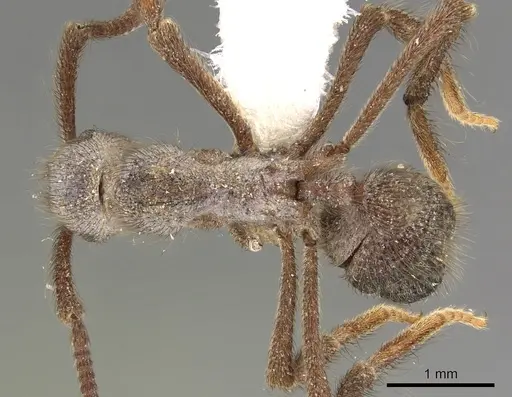 Apterostigma callipygium specimen