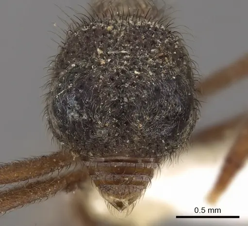 Apterostigma callipygium specimen