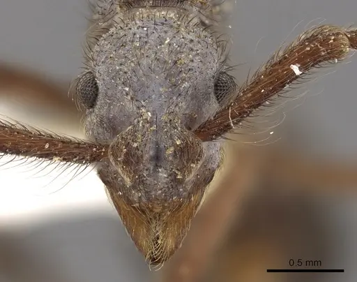 Apterostigma callipygium specimen