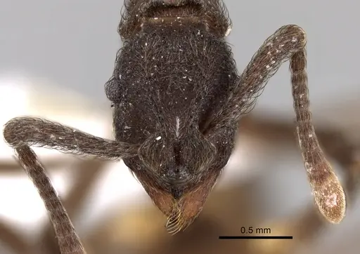 Apterostigma calverti specimen