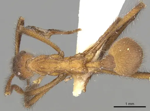 Apterostigma carinatum specimen