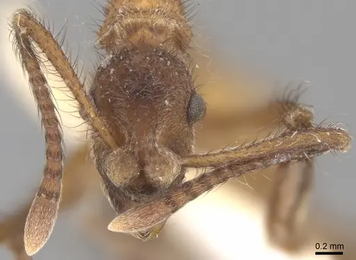 Apterostigma carinatum specimen