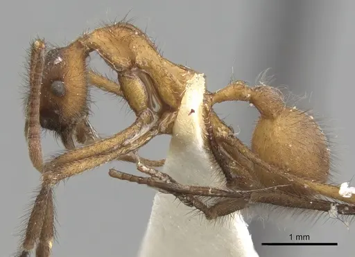 Apterostigma carinatum - CASENT0281774