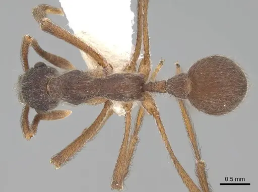 Apterostigma carinatum - CASENT0922038