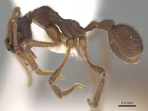 Apterostigma carinatum - CASENT0922038