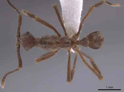 Apterostigma chocoense specimen