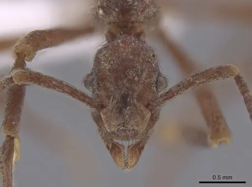 Apterostigma chocoense specimen
