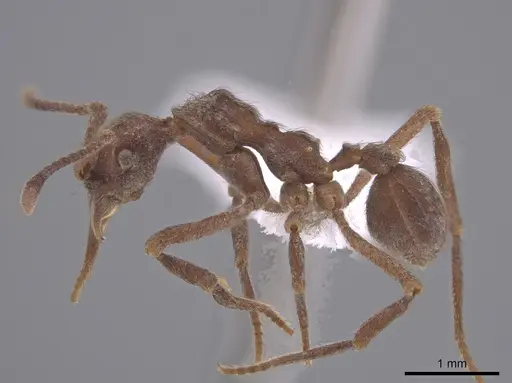 Apterostigma chocoense specimen