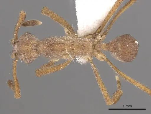 Apterostigma chocoense - CASENT0901685