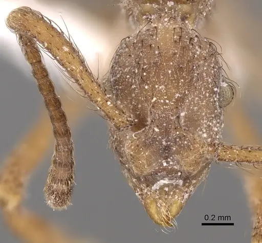 Apterostigma chocoense - CASENT0901685