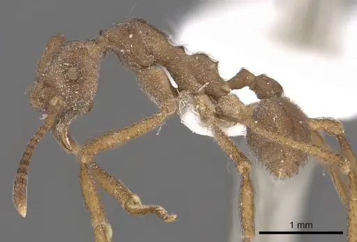 Apterostigma chocoense - CASENT0901685