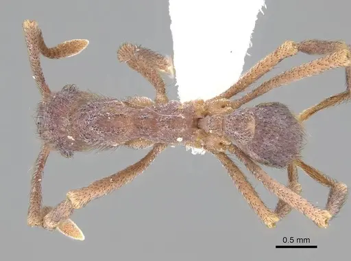 Apterostigma chocoense - CASENT0922037