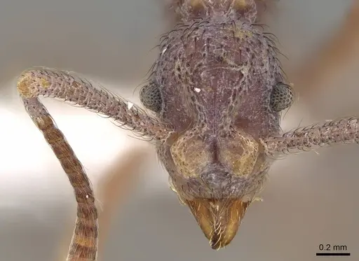 Apterostigma chocoense - CASENT0922037