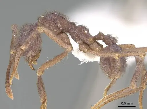 Apterostigma chocoense - CASENT0922037