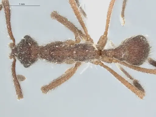 Apterostigma chocoense - ECOFOG-IT14-0272-78