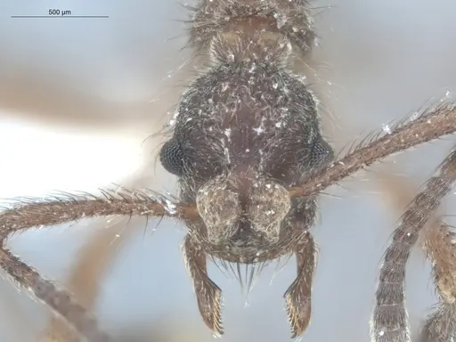 Apterostigma chocoense - ECOFOG-IT14-0272-78