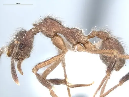 Apterostigma chocoense - ECOFOG-IT14-0272-78