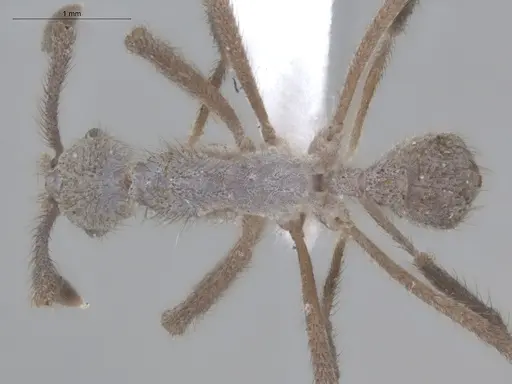 Apterostigma chocoense - ECOFOG-IT14-0297-104